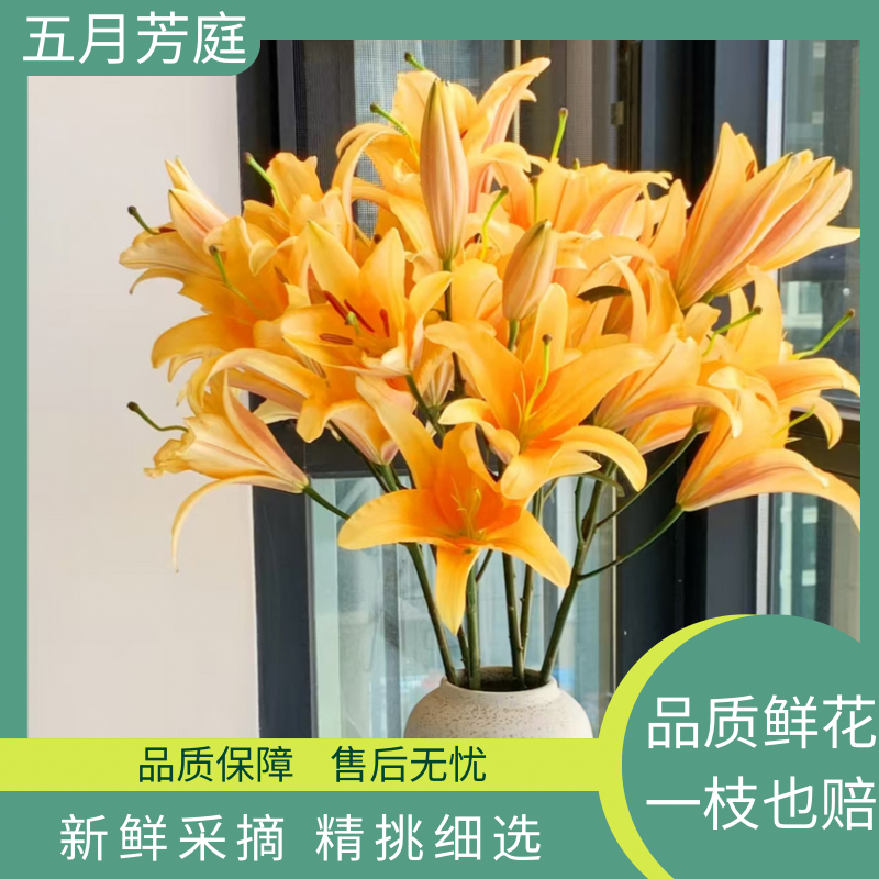  多头【晚霞】浓香型单瓣百合-高级橙色调-温暖治愈大花包鲜花