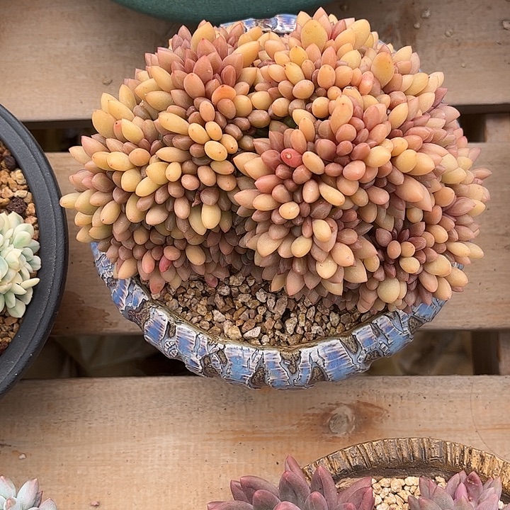 小****多肉植物一物一拍