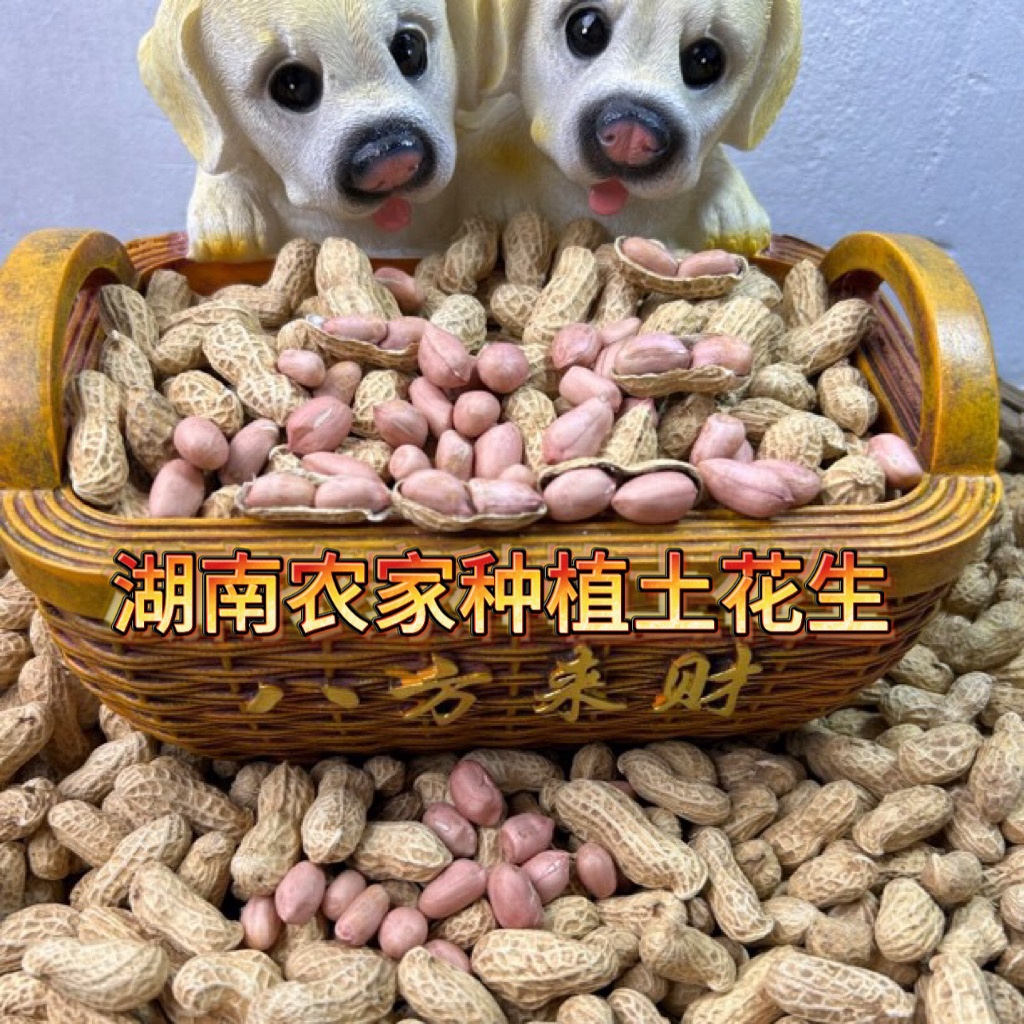 新鲜带壳花生晒干生花生原味粉皮干花生农村自种可榨油