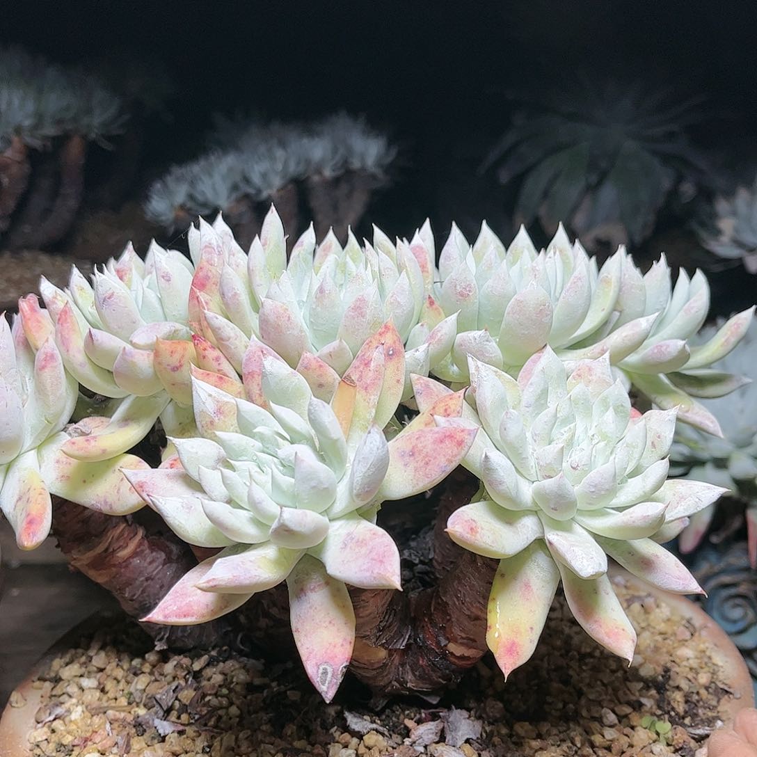 9042苹果拇指仙女杯多肉带人发物流