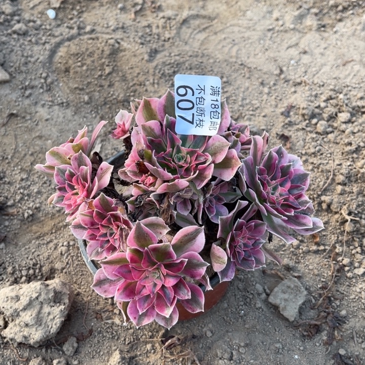 607粉女巫小手捧2号