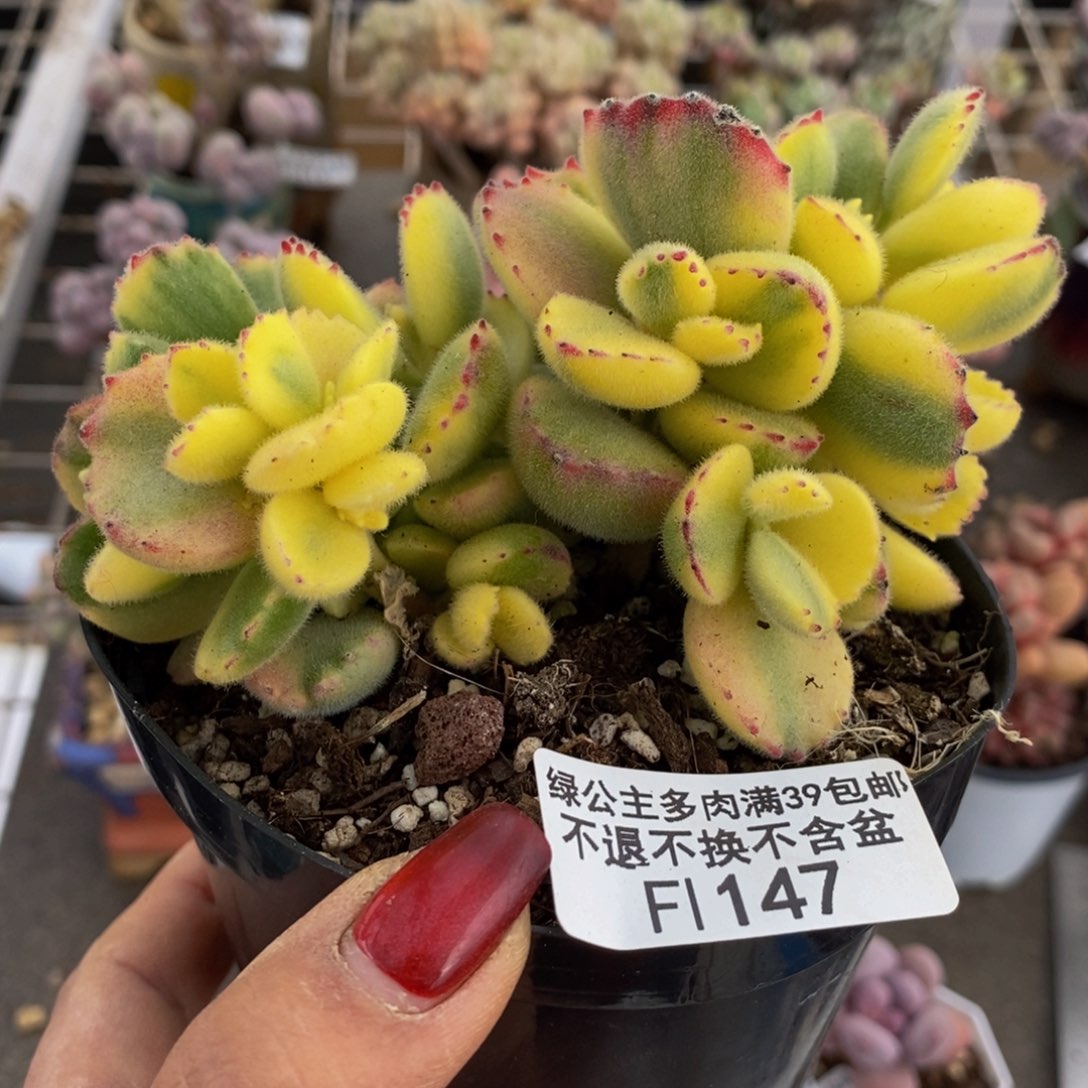 彩熊147/10cm多肉