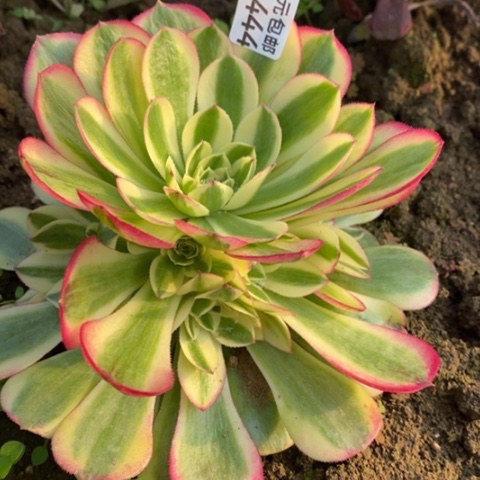 444万白满25包邮多肉