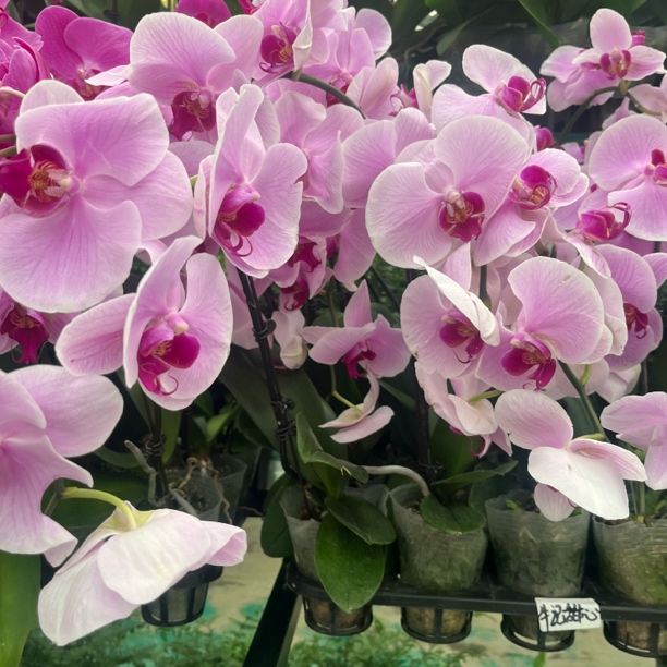 新疆包邮！牛记甜心大花蝴蝶兰，耐旱好养