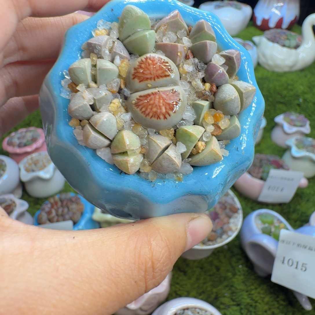 开***天多肉植物开播福利冲1017