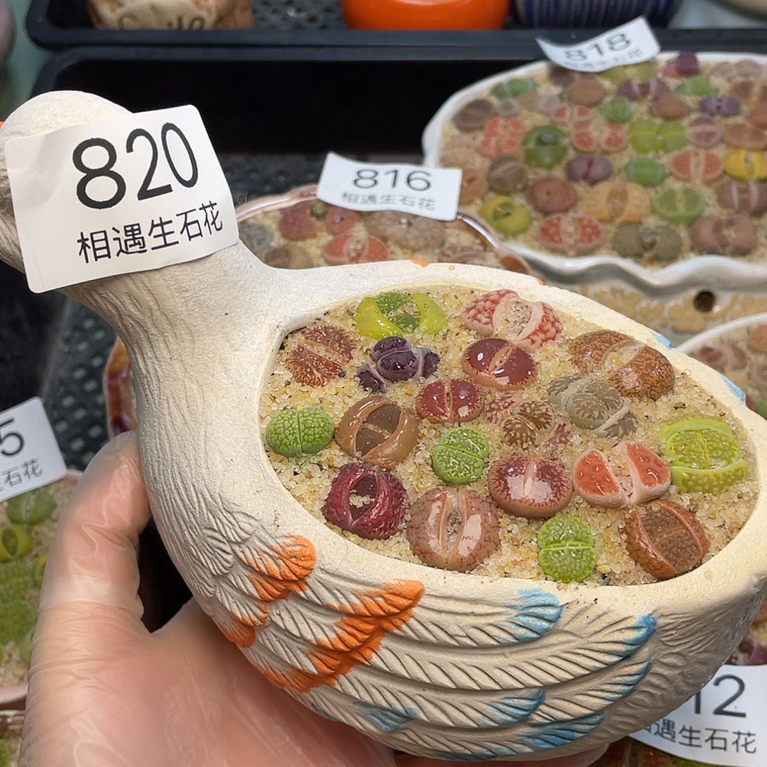 相遇生石花专拍820