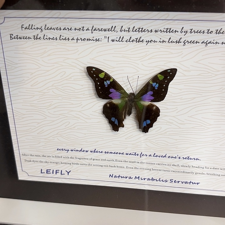 夏***冰蝴蝶标本定制452@