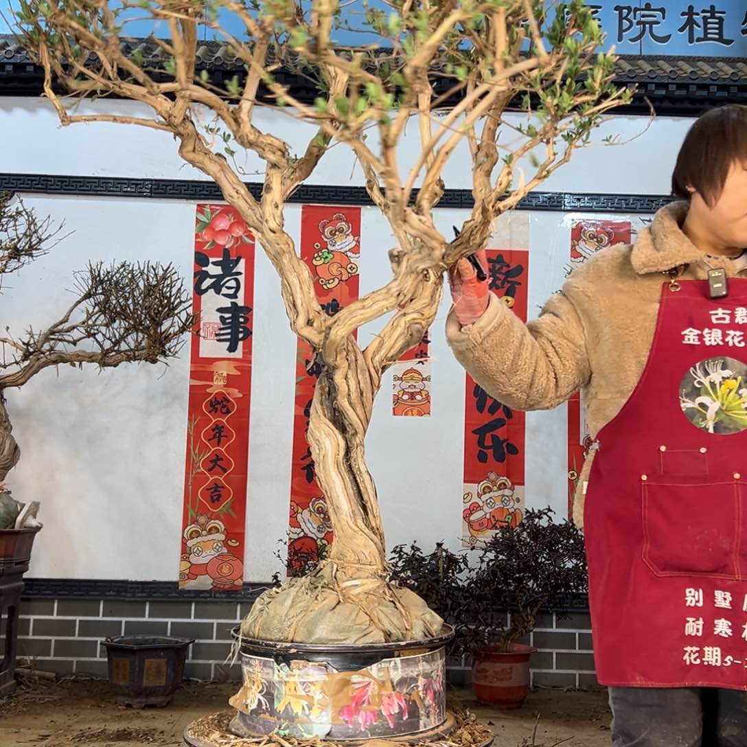 金银花88888888888