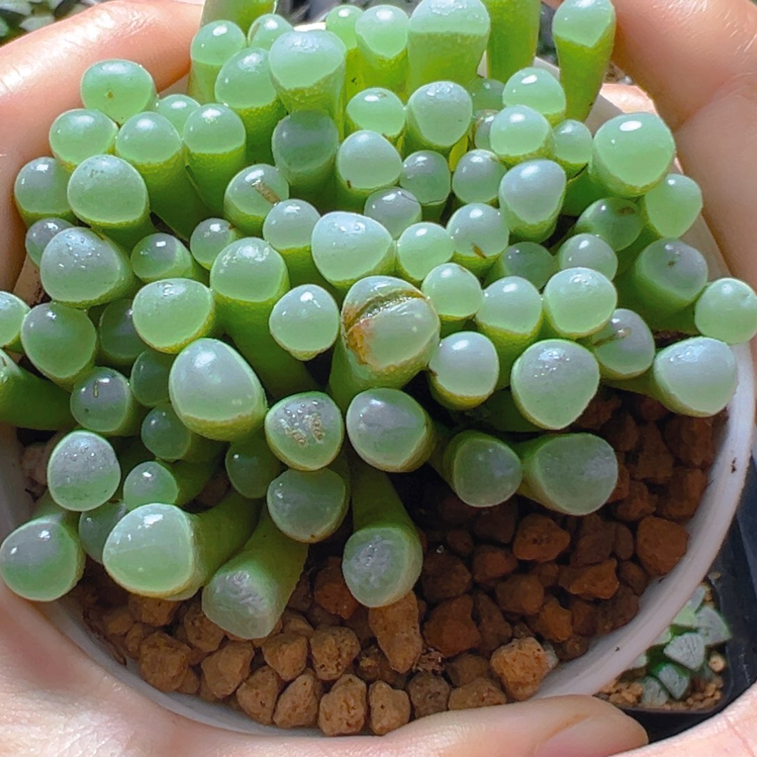 五十玲玉玉露多肉多肉多肉