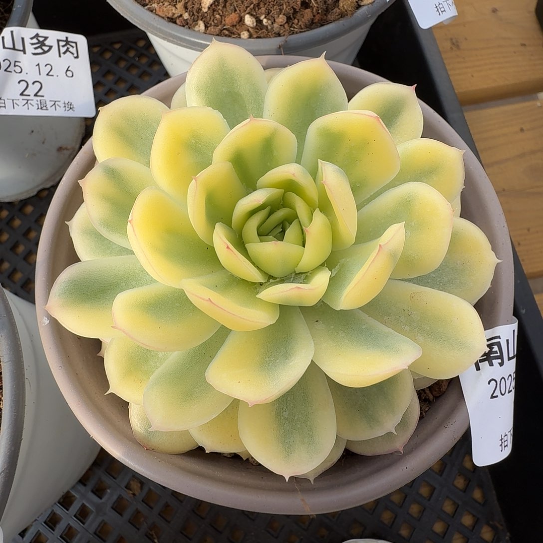 草莓冰锦111126-18