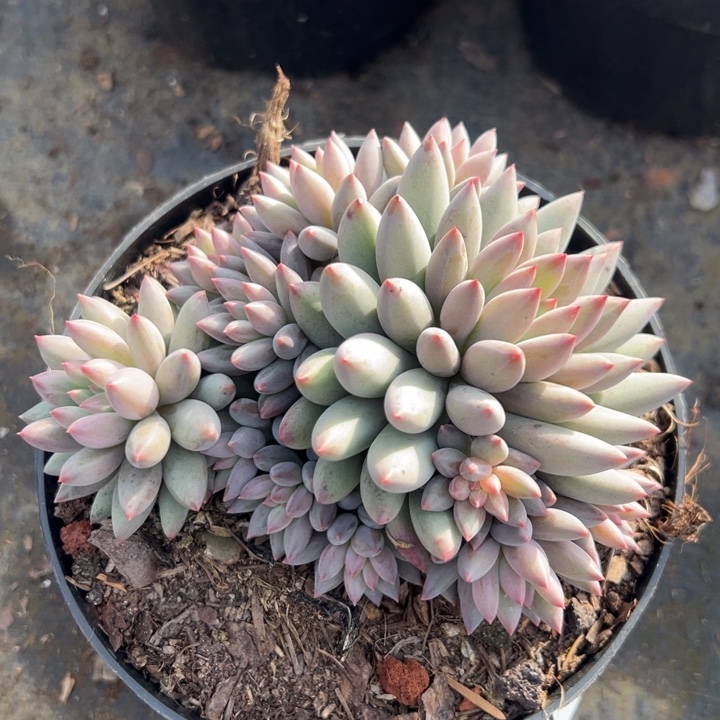 123588 虞美人群生无砍