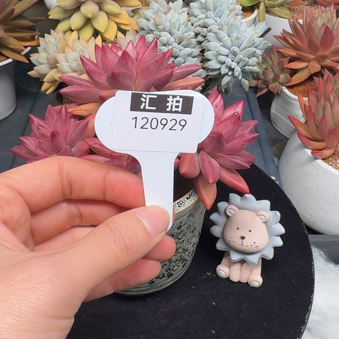 精品多肉植物120929