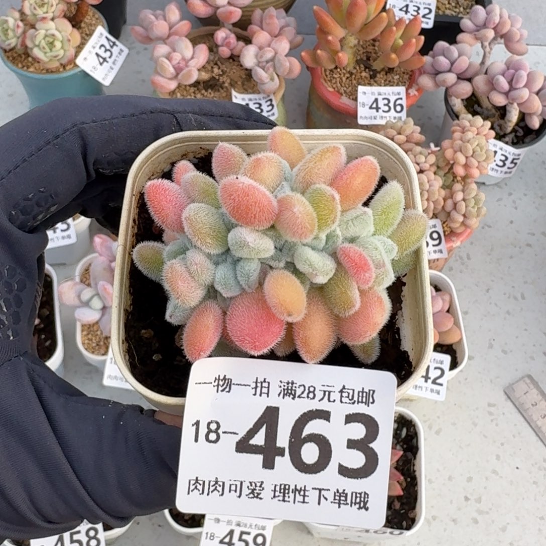 雪晃星缀无盆土发货