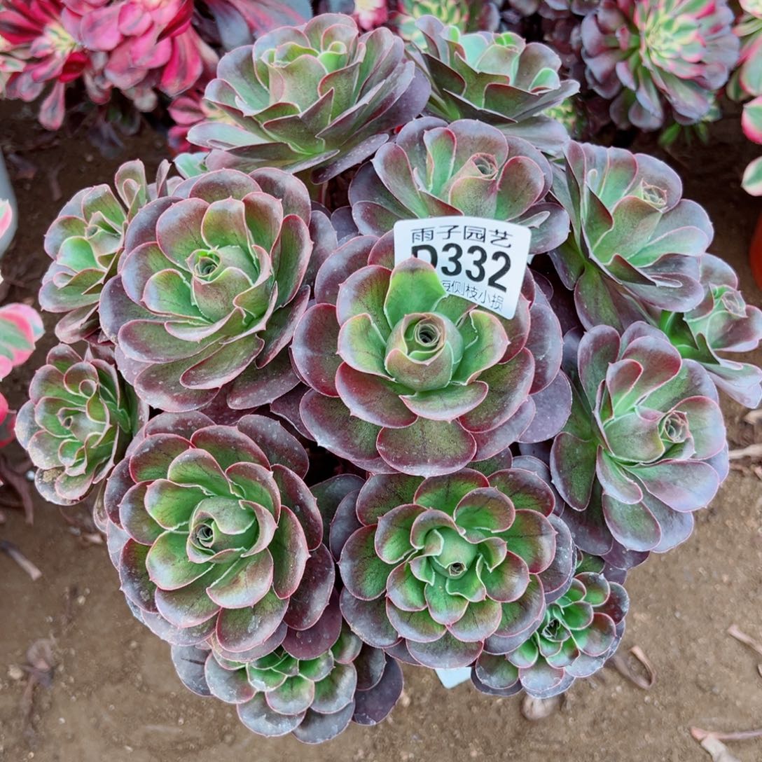332魅金玫瑰雨子多肉植物