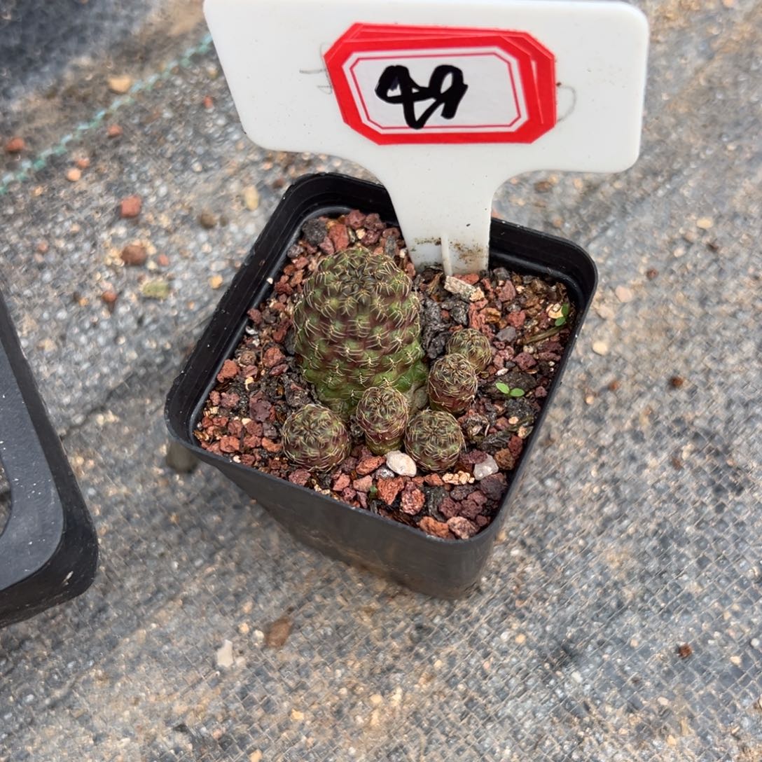 S***K49往事多肉园仙人球开花