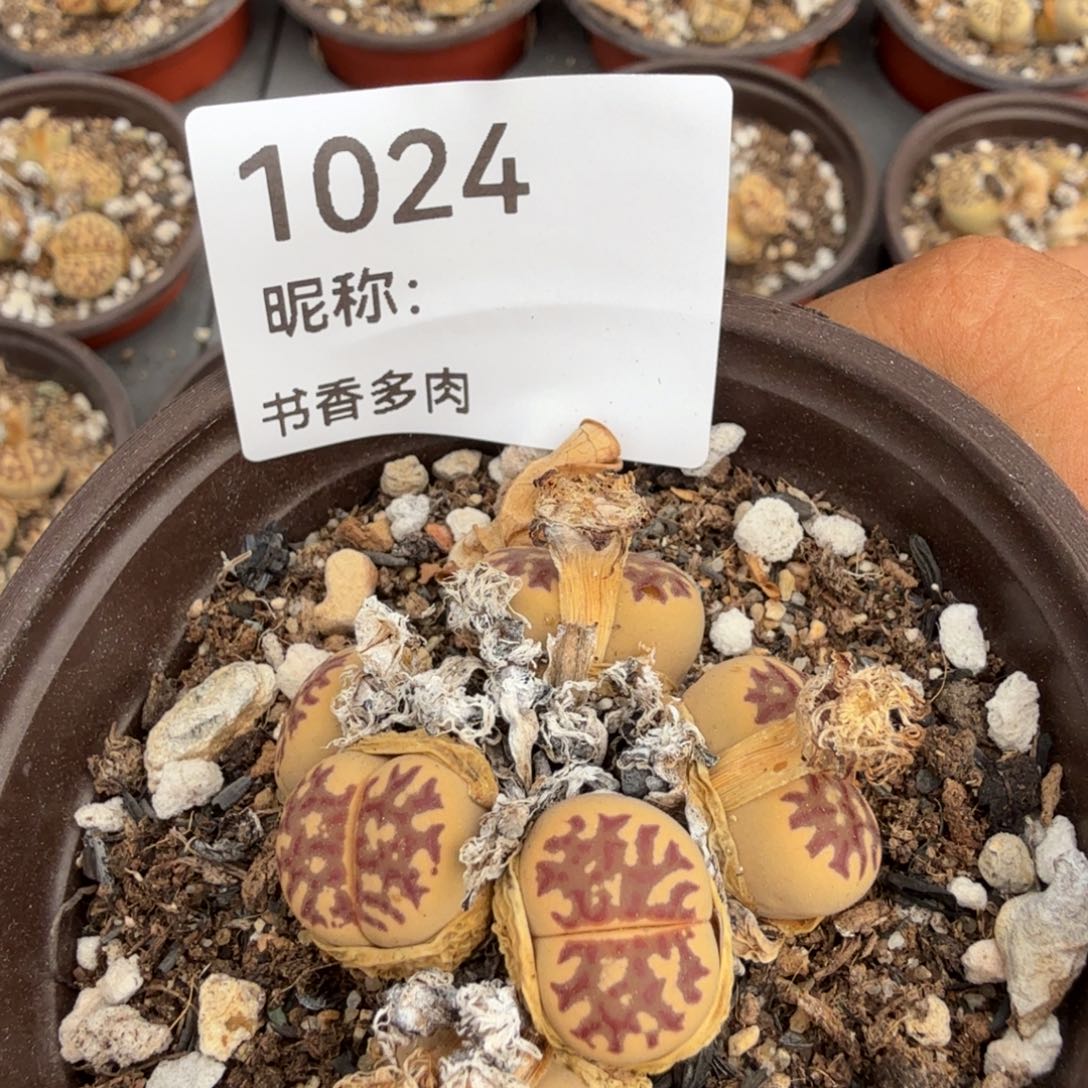 ﹍***﹍多肉植物多肉植物