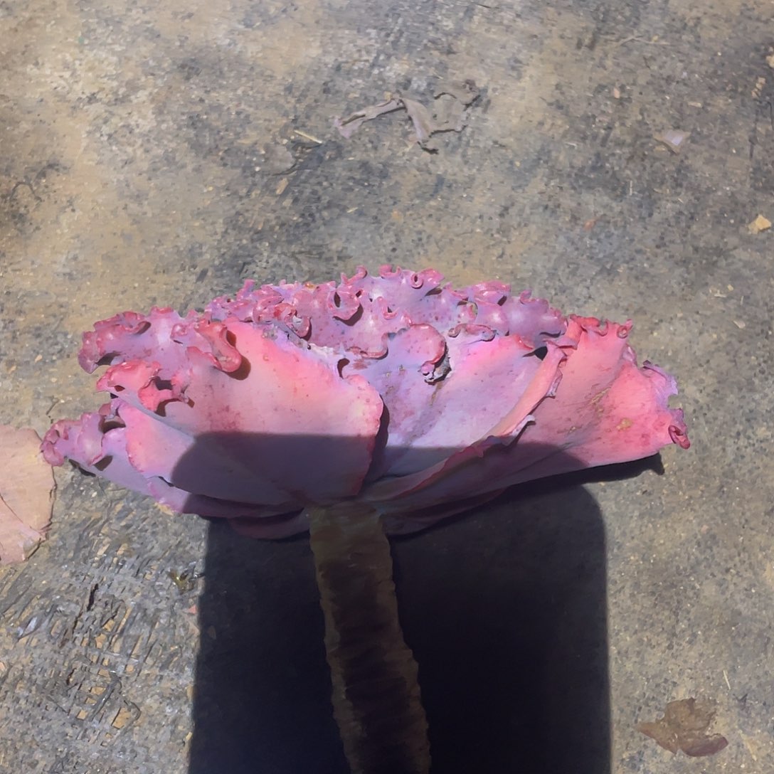 香***香A 16包菜系列赠品1棵