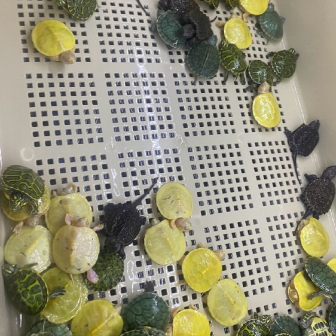 ［凭完整开箱视频售后一物一拍变异巴西多品种适合家养观赏宠物龟
