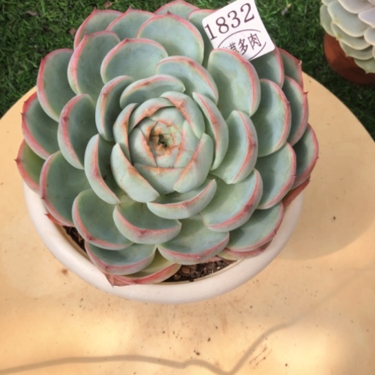 侧影单头，1832，一物一拍