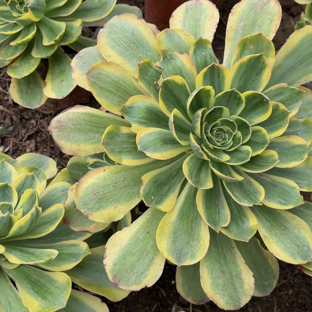 香炉盘锦多肉植物捧花5多肉