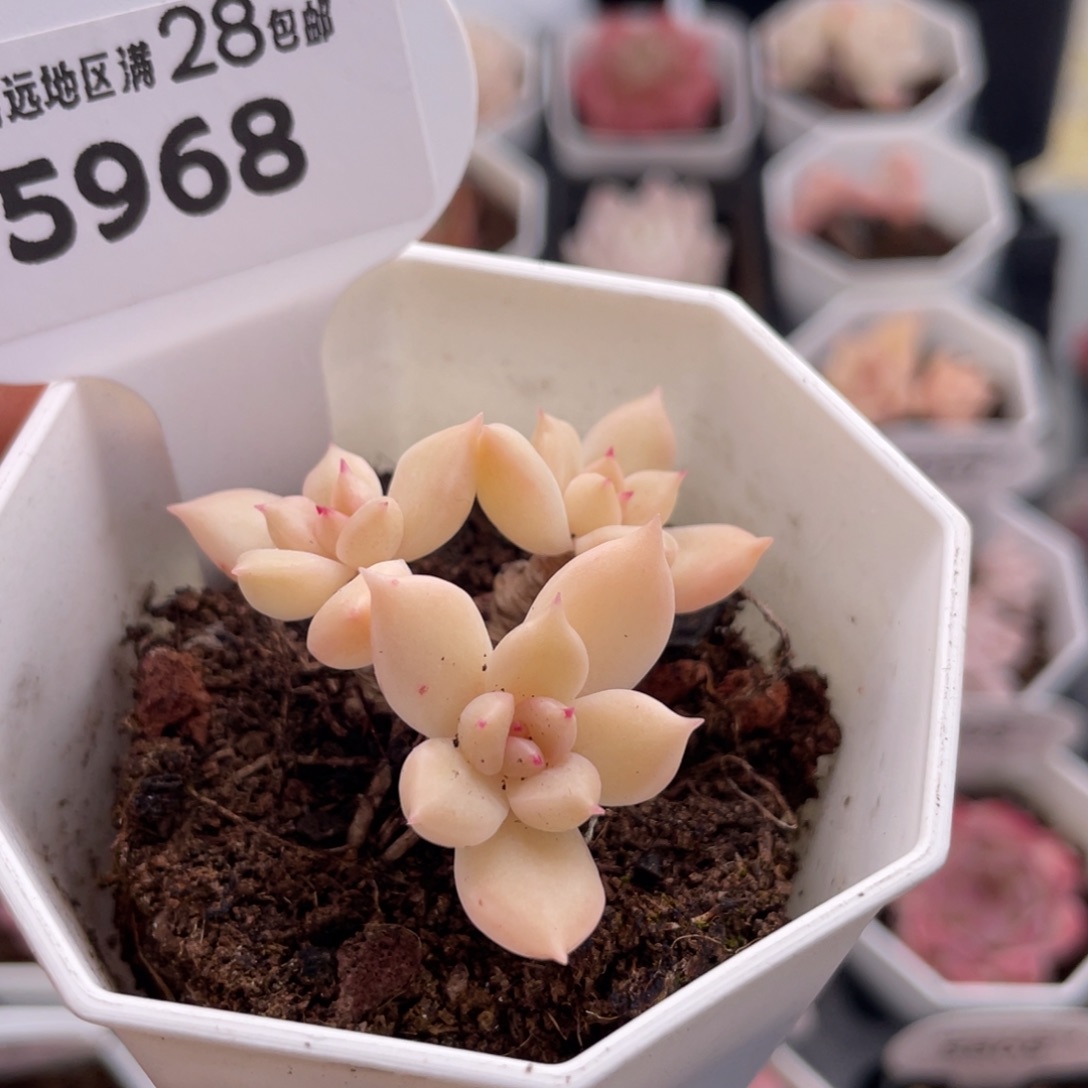 璀璨5968-5.0厘米