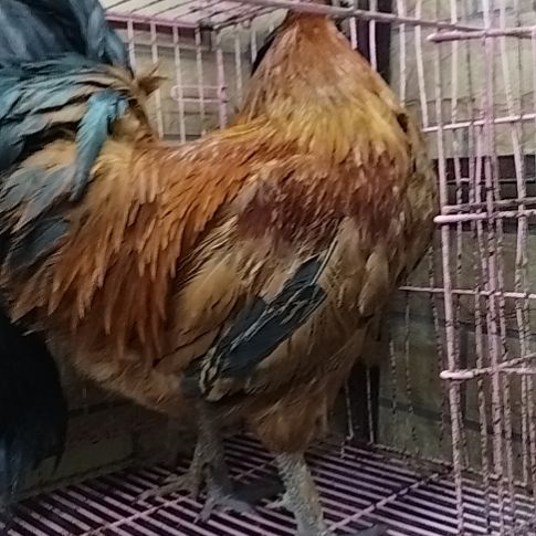 2天中国大陆贵州高原土鸡