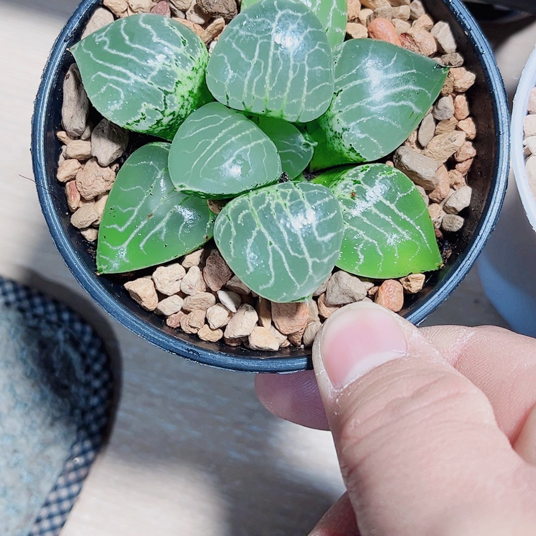 水晶康平新手好养