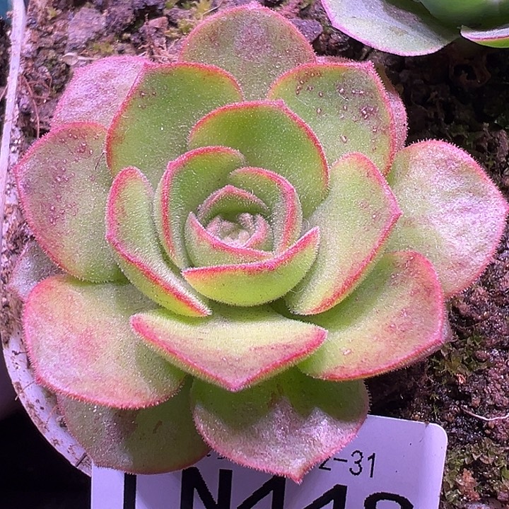 露妮448绒感厚叶粉边紫莜晶钻若初单头