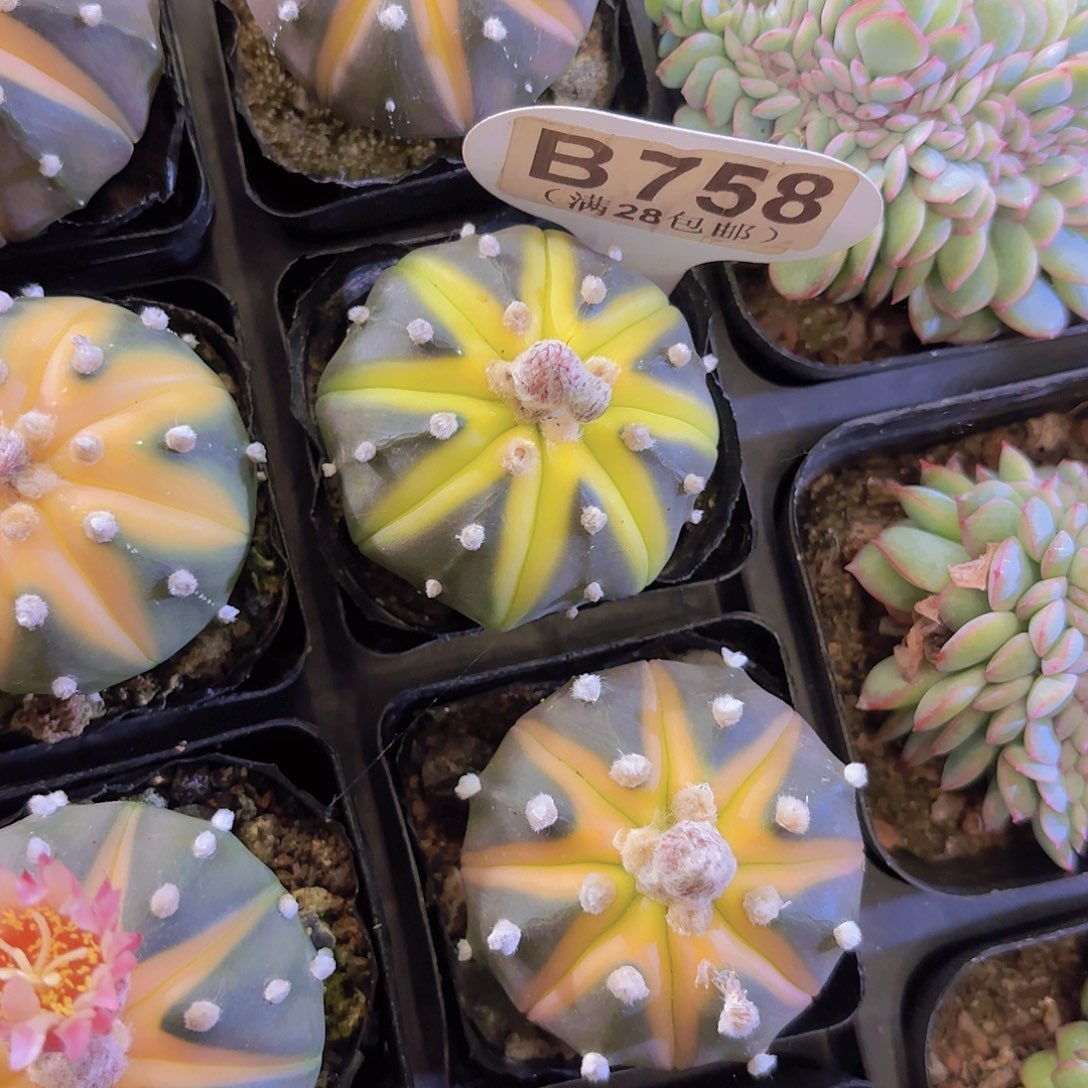 B758星斗锦一物一拍