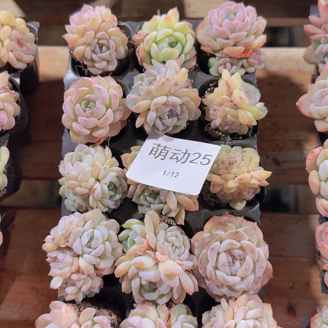 直播一物一拍多肉25