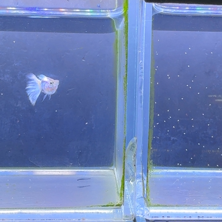 孔雀鱼黄化安克拉斯球一对分水球一对