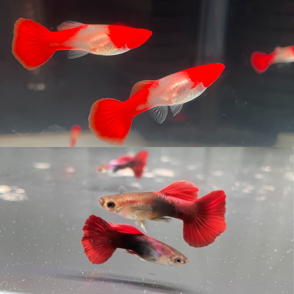 鸿运当头3对+褶扇2对=10条