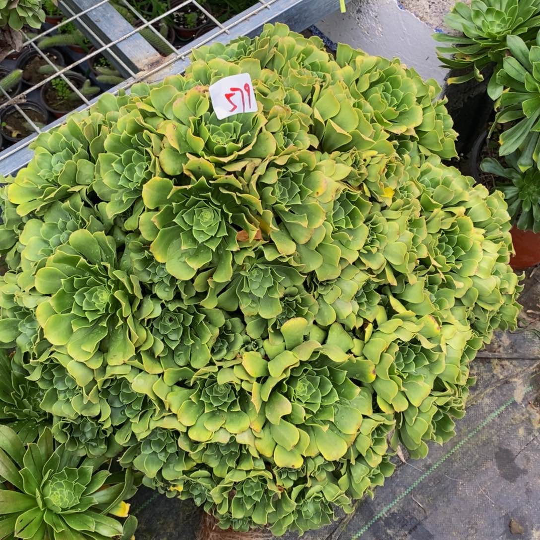 月**弯579多肉法师植物绿杨蓉