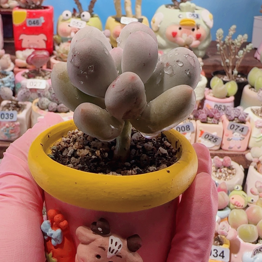 鱼***溪T肥肥米可盆口4cm