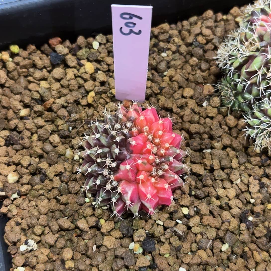 泰国米哈603-0204