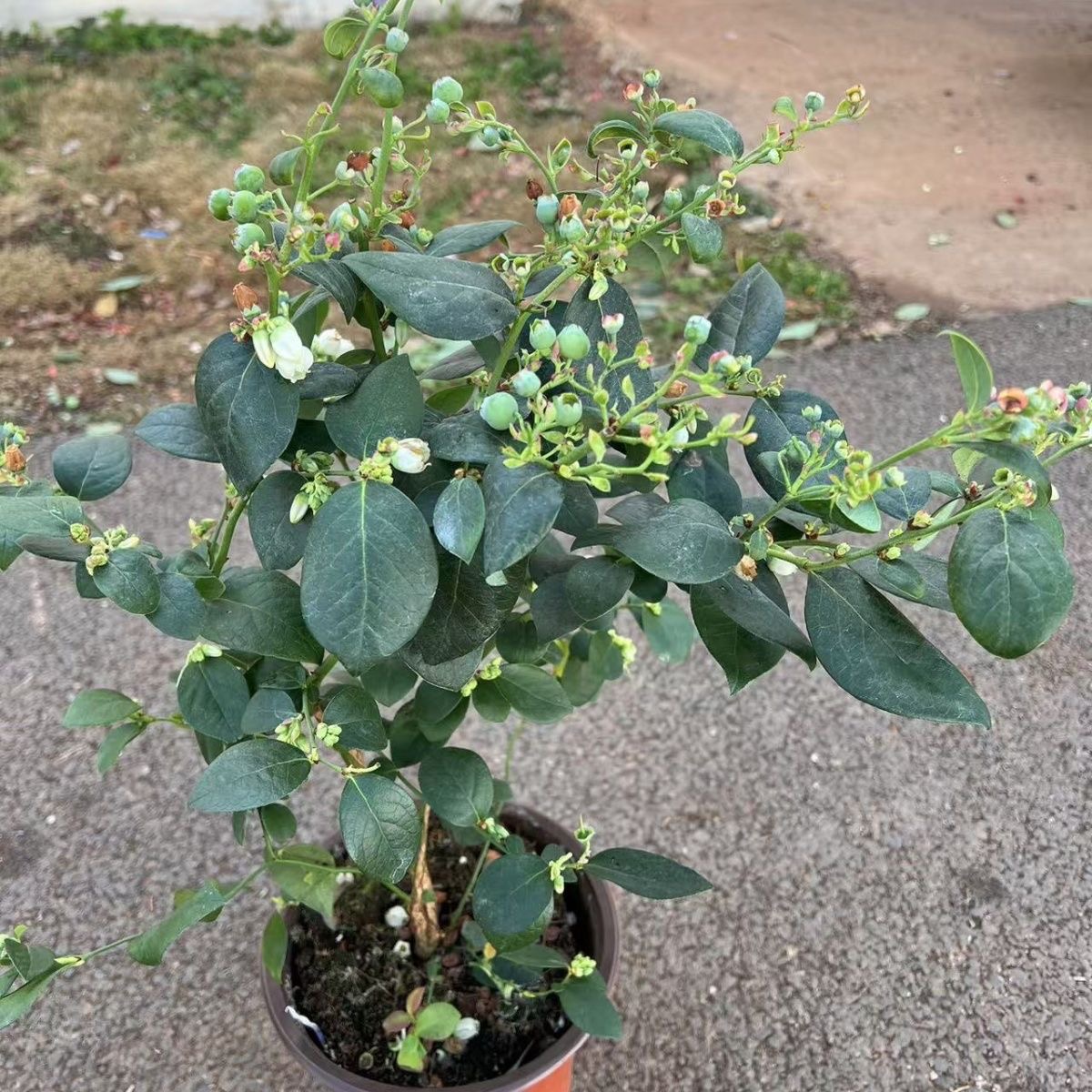 【带花带果带枝蓝莓】花香蓝莓/1株 仅限太原六城区购买