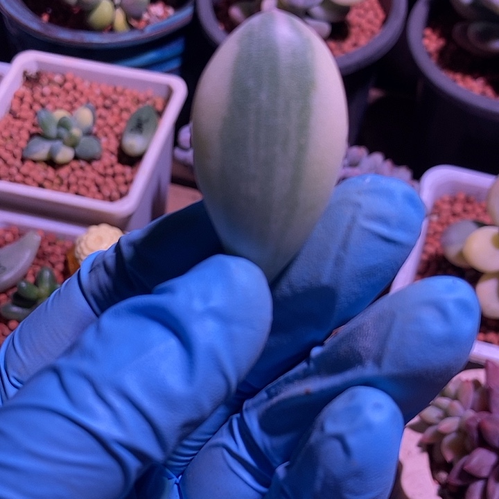 文乐奶酪锦多肉植物