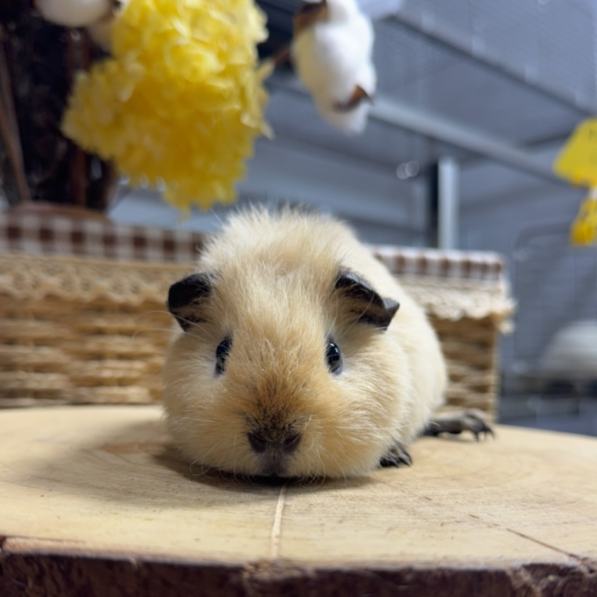 B4 极品黑重点美泰加州妹妹荷兰猪