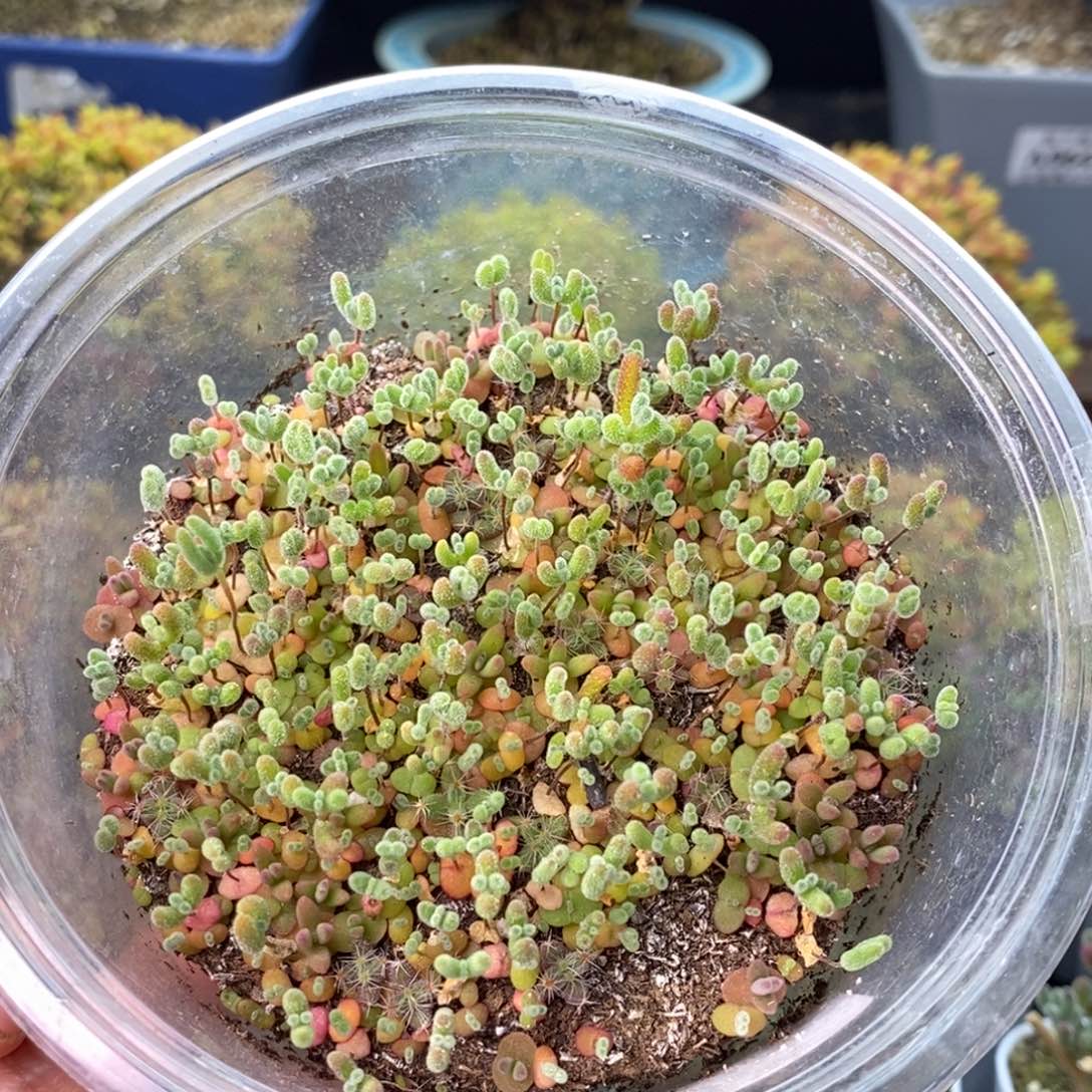 0579枝干切糕混合 。     