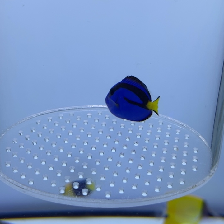 海水鱼蓝调4cm+135 全黑奥黑70 巴黎天使50 运费20