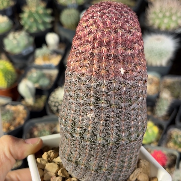 仙人球一物一拍实生