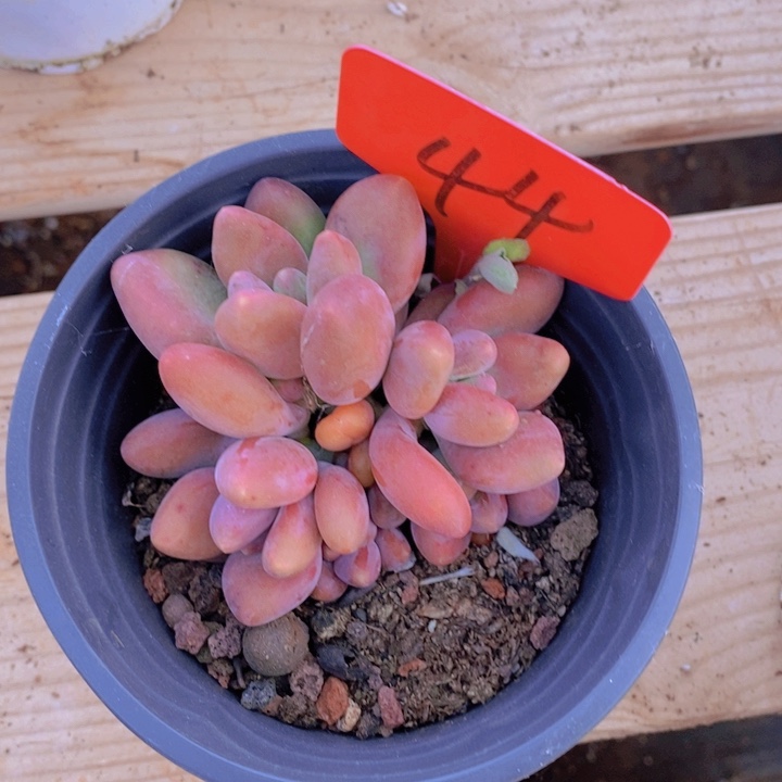 在家里面吃饭的吗