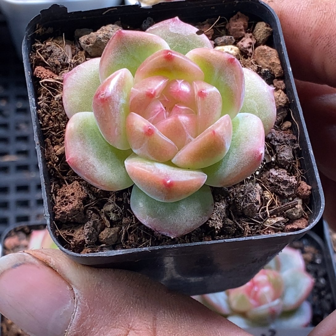 天官赐福百无禁忌