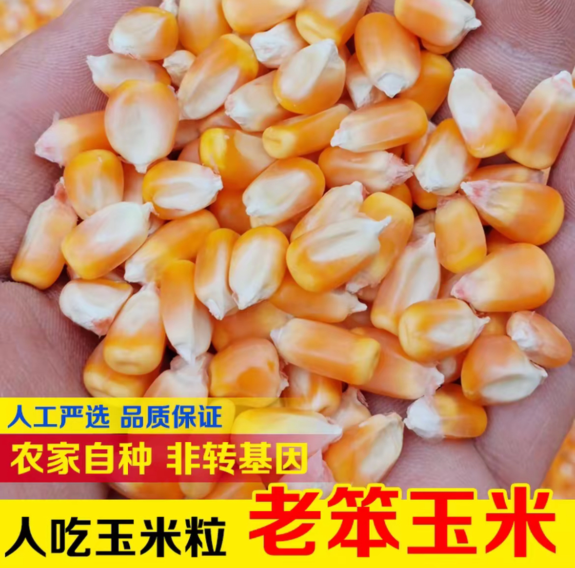 农家自种老式干玉米粒当季新货传统老品种包谷农村笨玉米棒子金黄