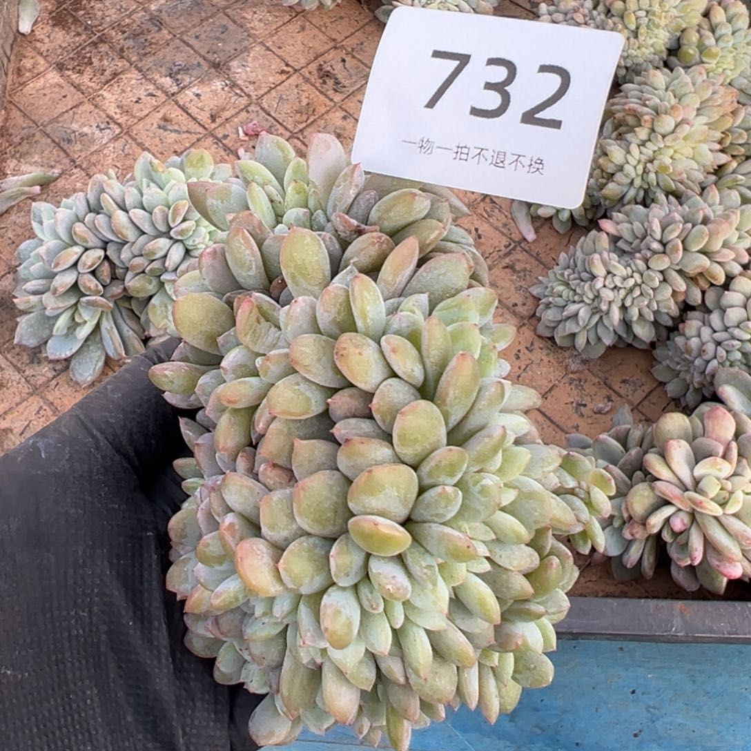 *****星影联盟路上了啊啊啊啊