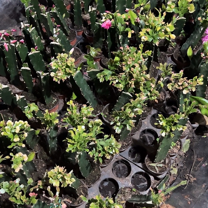 啊***花，82.50.63.37.一拖二各一片