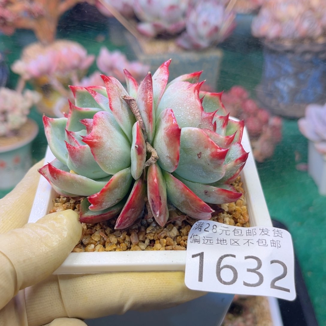 大1632；d b c b c b b n n