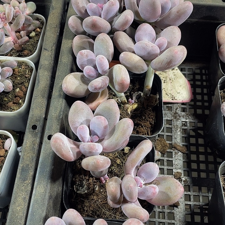 双头桃美人带盆土发