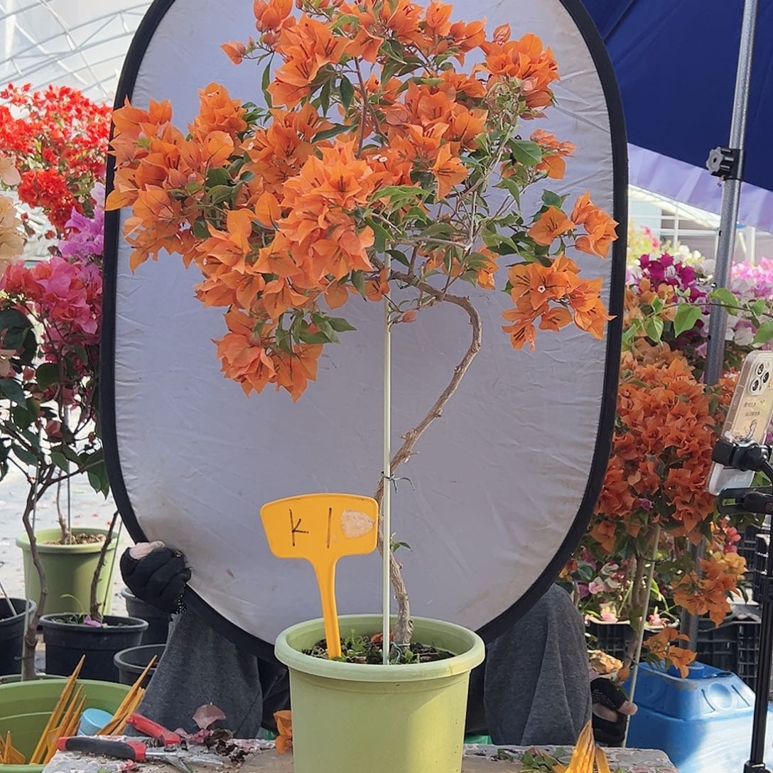 花***…大部分花苞少量开放K1橙桑巴