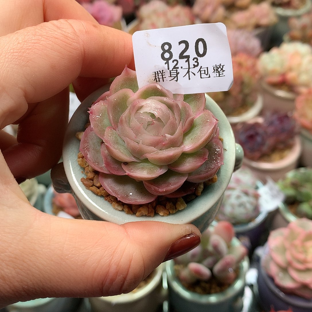 精控拇指盆12.13820